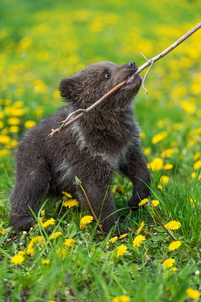 Yaz sahasında oynayan kahverengi ayı yavrusu.