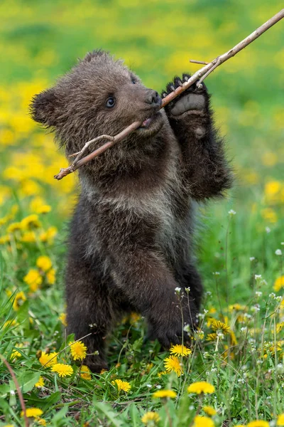 Brown urso filhote jogando no campo de verão . — Fotografia de Stock