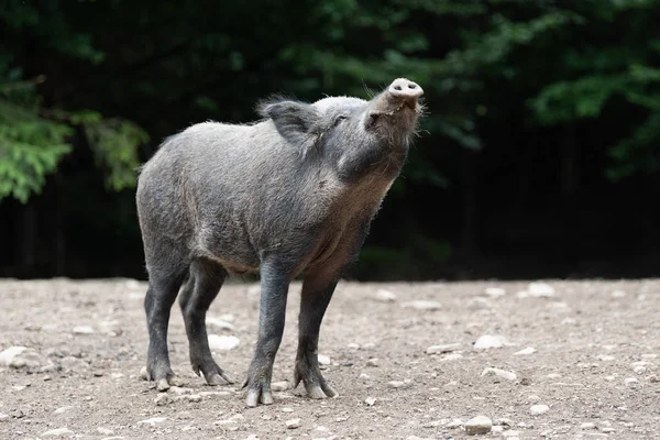 Yaban domuzu ormanda — Stok fotoğraf