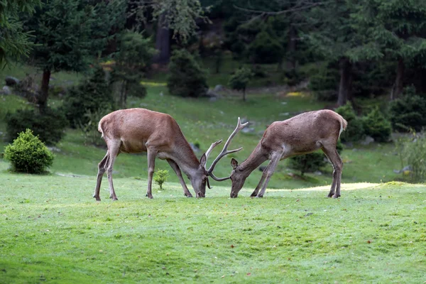 Yaz aylarında çayırda geyik