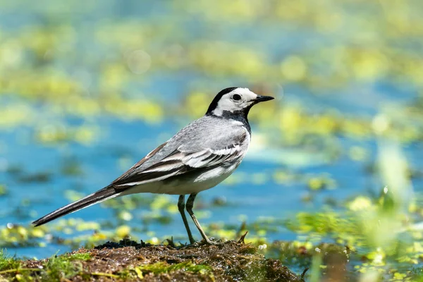 Small white bird White wagtail — Stock Photo, Image