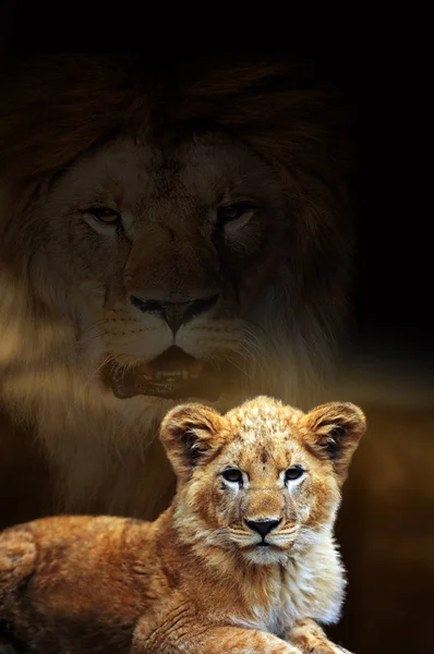 Male lion and cub portrait on savanna landscape background — Stock Photo, Image