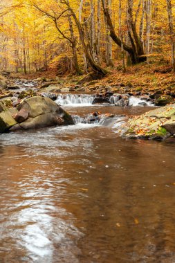 Sonbahar ormanında dağ şelalesi