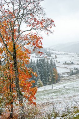 ilk karın içinde orman Dağları