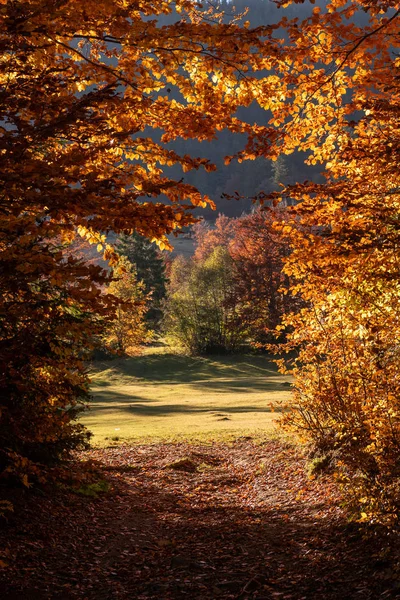 Hojas de otoño con fondo de cielo azul — Foto de Stock