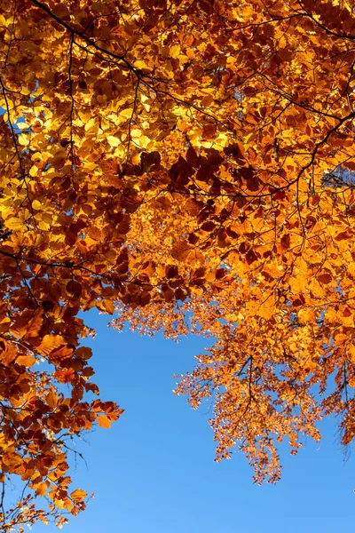 Foglie d'autunno con sfondo cielo blu — Foto Stock