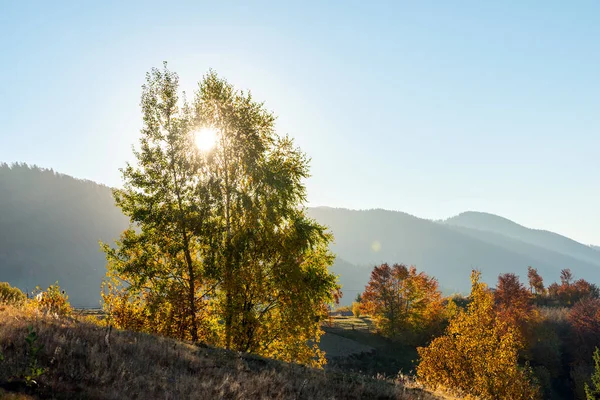 Krásná krajina s kouzelnou podzimní stromy a spadané listí — Stock fotografie