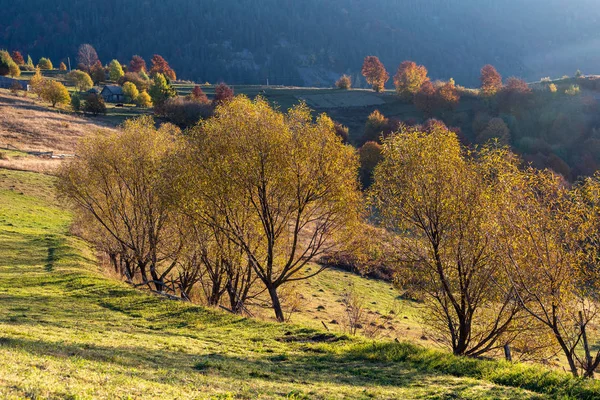 Hermoso paisaje con árboles mágicos de otoño y hojas caídas — Foto de Stock