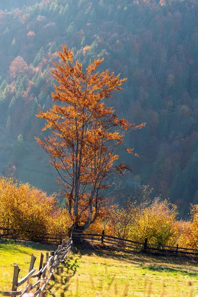 Wunderschöne Landschaft mit zauberhaften Herbstbäumen und abgefallenen Blättern — Stockfoto