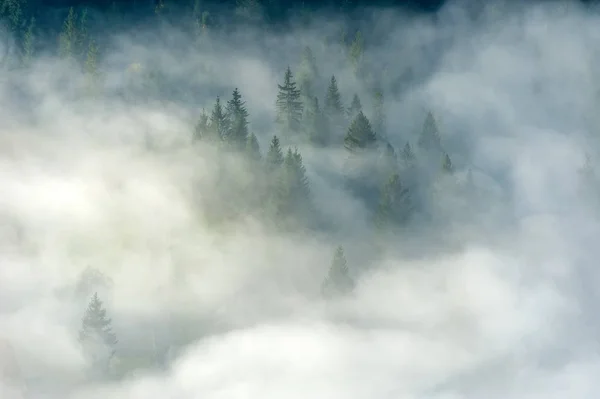 Podzimní les na horském svahu s mlhou — Stock fotografie