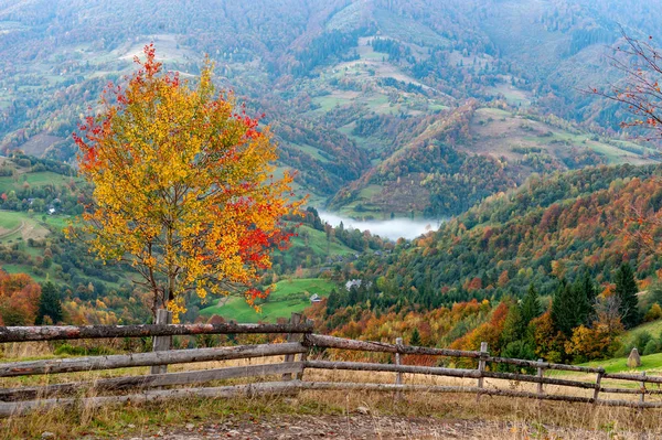 Krásná krajina s kouzelnou podzimní stromy a spadané listí — Stock fotografie