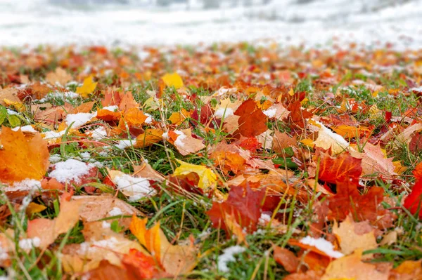 Close up foglia autunnale con neve nella foresta — Foto Stock