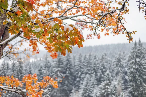 Prima neve nella foresta in montagna — Foto Stock