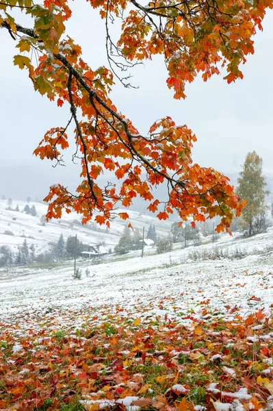 First snow in the forest in the mountains — Stock Photo, Image