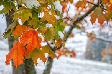 ilk karın içinde orman Dağları