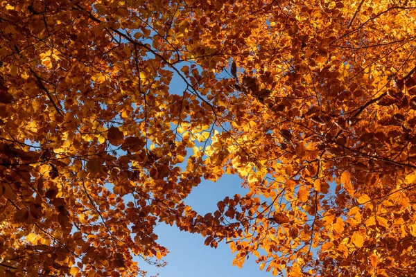 秋天的树叶与蓝蓝的天空背景 — 图库照片