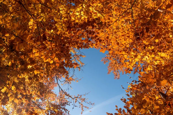 Foglie d'autunno con sfondo cielo blu — Foto Stock