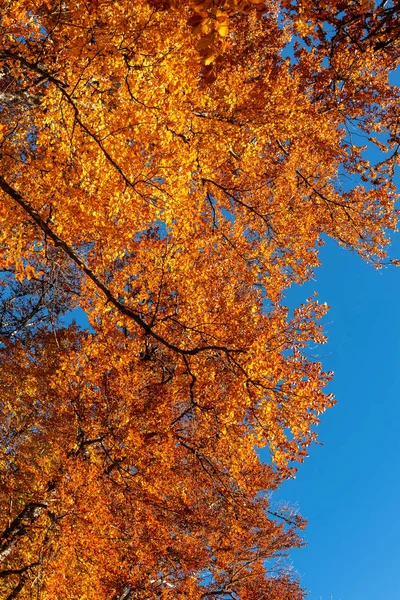 Foglie d'autunno con sfondo cielo blu — Foto Stock