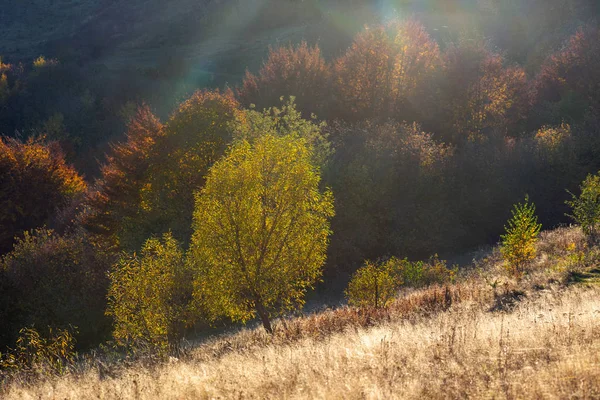 Bellissimo paesaggio con alberi magici autunnali e foglie cadute — Foto Stock