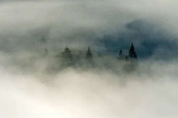 霧のある山の斜面の秋の森 — ストック写真