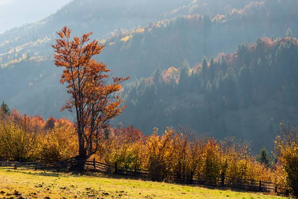 Vackra landskap med magiska höstträd och nedfallna löv — Stockfoto