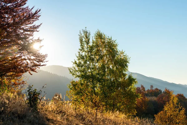 Hermoso paisaje con árboles mágicos de otoño y hojas caídas — Foto de Stock