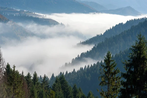 霧のある山の斜面の秋の森 — ストック写真