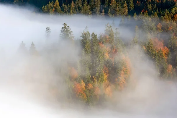 Bosque otoñal en la ladera de la montaña con niebla —  Fotos de Stock