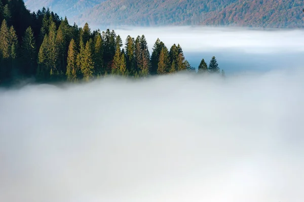 Floresta de outono na encosta da montanha com nevoeiro — Fotografia de Stock