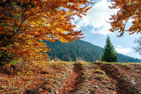Hojas de otoño con fondo de cielo azul — Foto de Stock