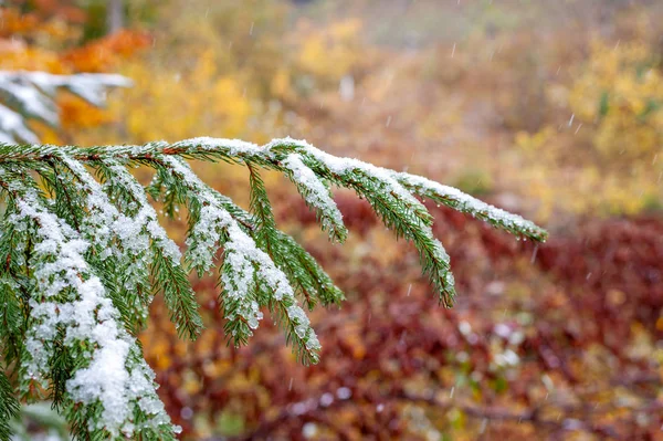 First snow in the forest in the mountains — Stock Photo, Image