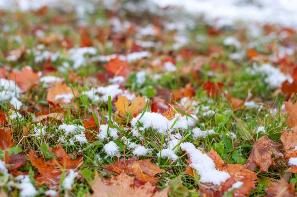 Close up autumn leaf with snow in the forest — Stock Photo, Image