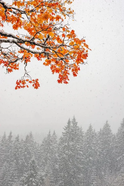Pierwszy śnieg w lesie w górach — Zdjęcie stockowe