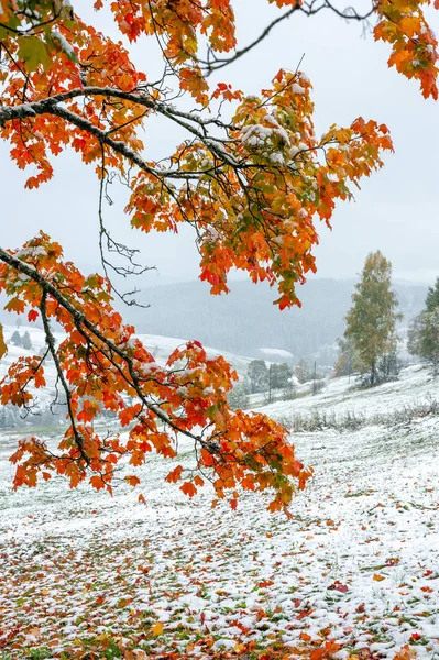 Primera nieve en el bosque en las montañas — Foto de Stock