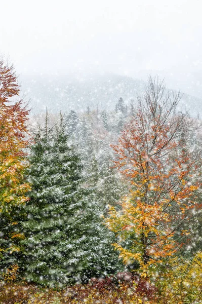 Première neige dans la forêt dans les montagnes — Photo