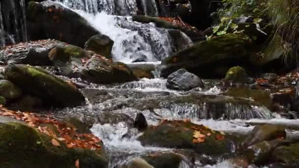 Primer plano de una cascada en un bosque otoñal — Vídeos de Stock