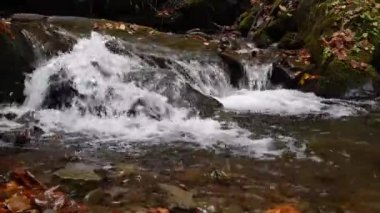 Bir sonbahar ormanındaki şelalenin yakınına.
