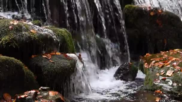 Primer plano de una cascada en un bosque otoñal — Vídeos de Stock