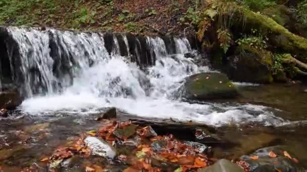Gros plan d'une cascade dans une forêt d'automne — Video