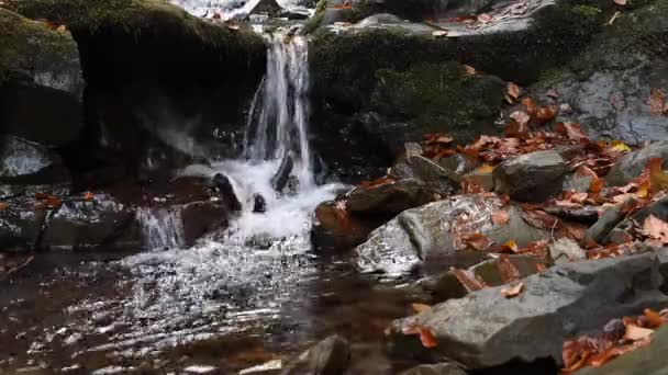 Primer plano de una cascada en un bosque otoñal — Vídeos de Stock