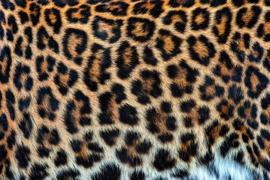 Leoparın gerçek deri dokusu