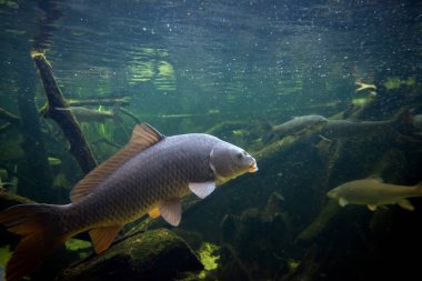 Gölde tatlı su balığı sazan balığı (Cyprinus carpio)