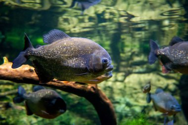 Piranha doğal ortamda balık avlar.