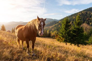 Dağ vadisindeki çayırda kahverengi at