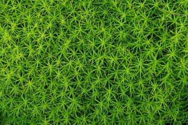 yeşil yosun arka plan. Yukarıda da görüleceği yıldız moss (polytrichum komün)