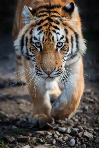 Zblízka zobrazit portrét sibiřského tygra — Stock fotografie