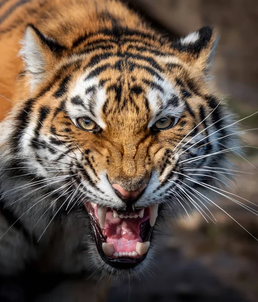 Närbild visa porträtt av en sibirisk tiger — Stockfoto