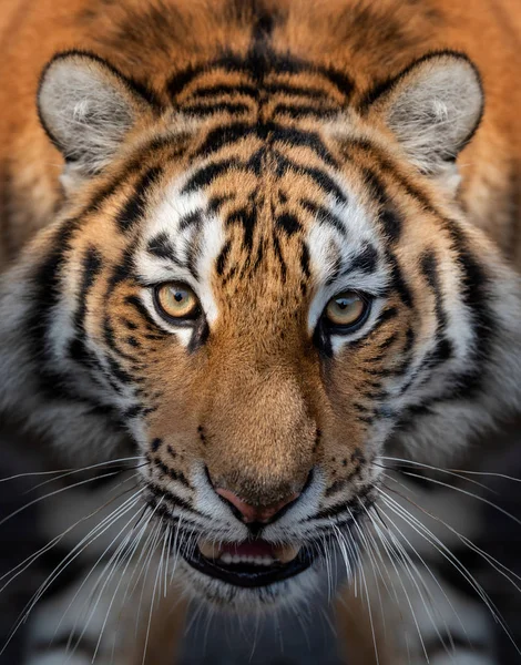 Zblízka zobrazit portrét sibiřského tygra — Stock fotografie