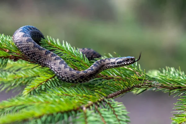 Vipera berus víbora venenosa en verano en la rama del árbol — Foto de Stock