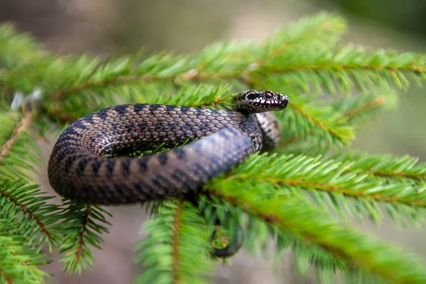 Vipera berus myrkyllinen kyykäärme kesällä oksalla puun — kuvapankkivalokuva
